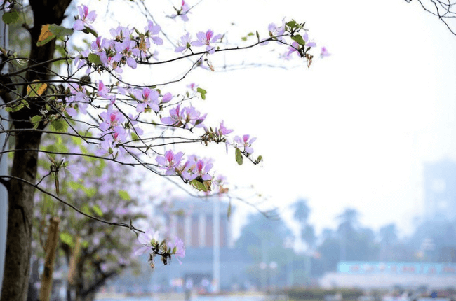 Spring in Hanoi is beautiful with blossom everywhere !