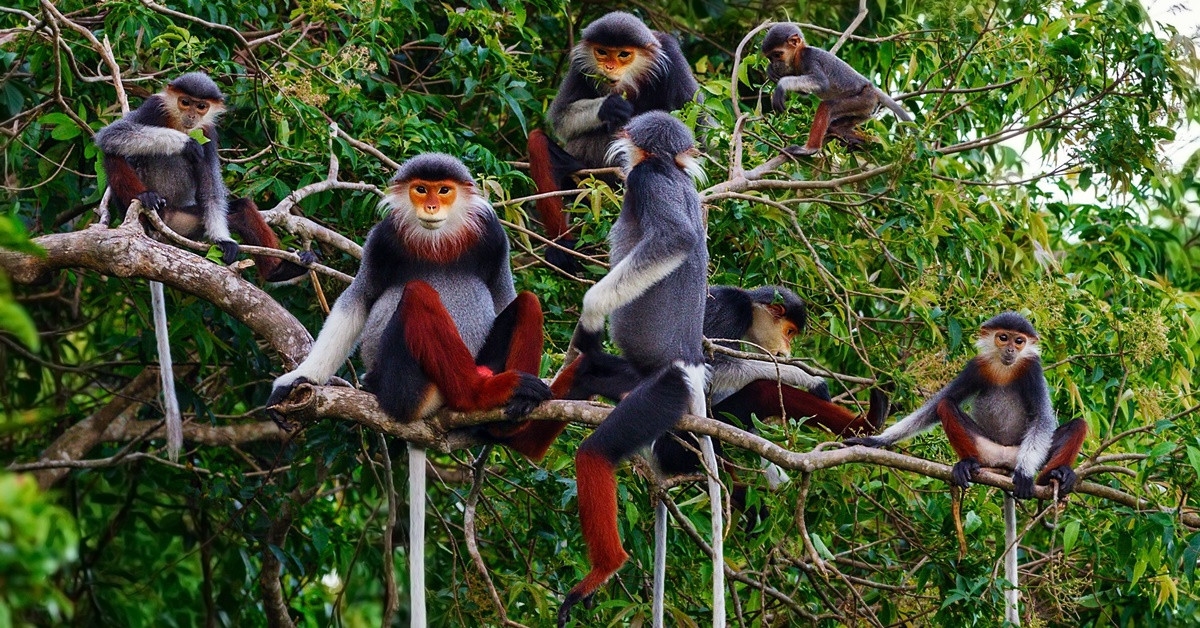 You can get around Cuc Phuong National Park to enjoy the spectacular landscape with many species of flora and fauna, pay a visit to some prehistory caves, and so on