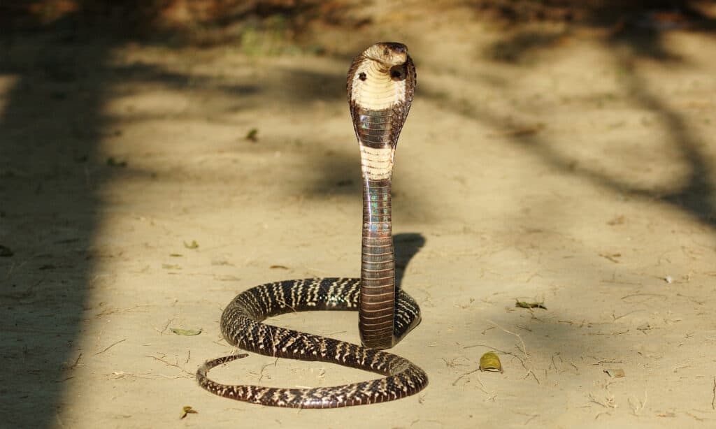 Monocled Cobra