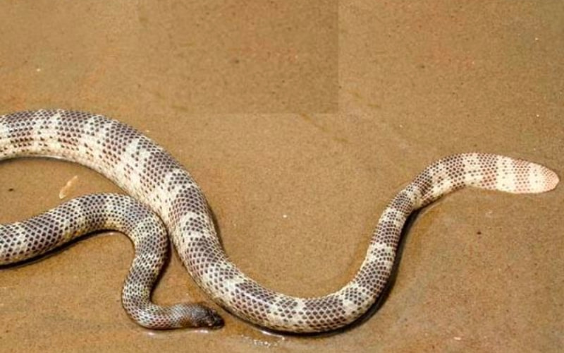 Peron's sea snake